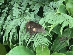 Papilio nephelus chaonulus