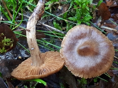 Cortinarius betuletorum