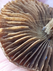 Cortinarius betuletorum