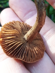 Cortinarius betuletorum
