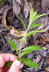 Senecio biserratus