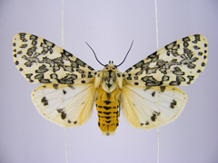 Alpenus maculosa