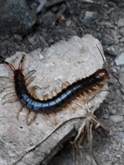 Scolopendra angulata