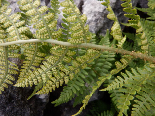 Dryopteris mindshelkensis, photograph 5