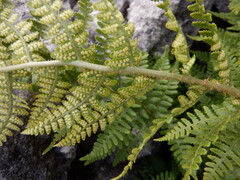 Dryopteris mindshelkensis, photograph (c) Karen Fry, some rights reserved (CC BY)