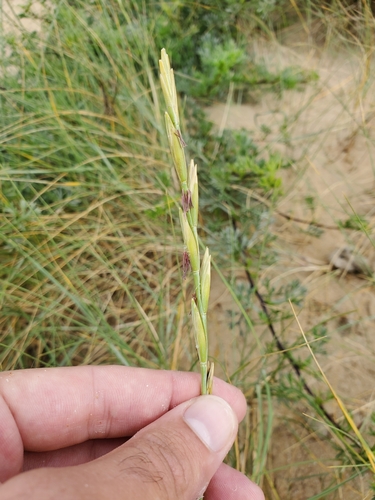 Thinopyrum junceiforme, photograph 5