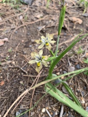 Moraea vegeta