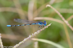 Argia leonorae