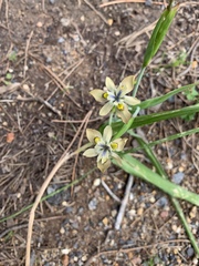 Moraea vegeta