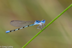 Argia leonorae