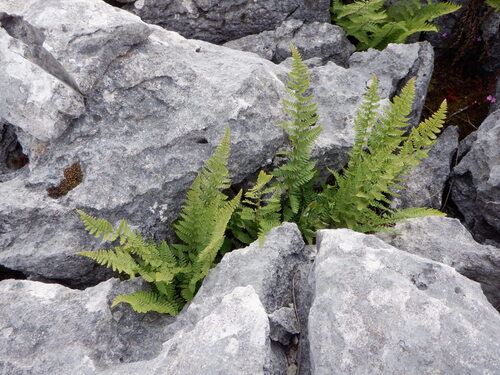 Rigid Buckler-fern (Dryopteris mindshelkensis)