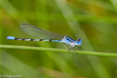 Argia leonorae