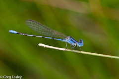 Argia leonorae