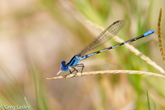 Argia leonorae