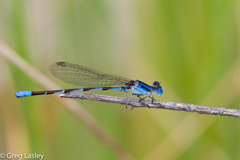 Argia leonorae