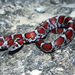 Red Milksnake - Photo (c) PsychoticNature, some rights reserved (CC BY-NC-ND)