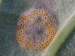 Puccinia poarum
