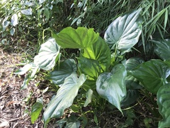 Alocasia cucullata