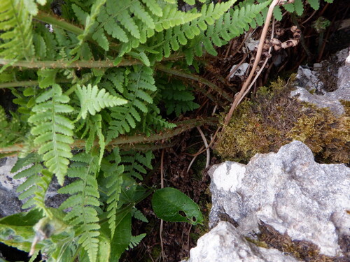 Dryopteris mindshelkensis, photograph 6