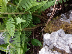 Dryopteris mindshelkensis, photograph (c) Karen Fry, some rights reserved (CC BY)
