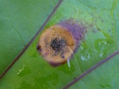 Puccinia poarum