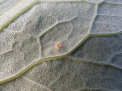 Puccinia poarum