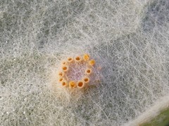 Puccinia poarum