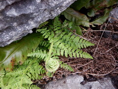 Dryopteris mindshelkensis, photograph (c) Karen Fry, some rights reserved (CC BY)