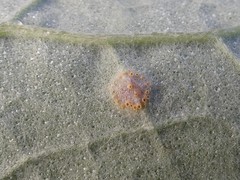 Puccinia poarum