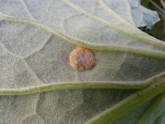 Puccinia poarum