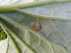 Puccinia poarum