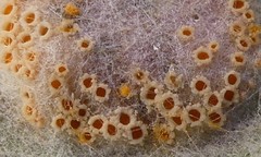 Puccinia poarum