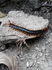 Scolopendra angulata