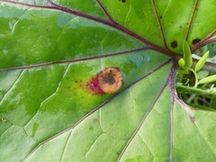 Puccinia poarum