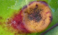 Puccinia poarum