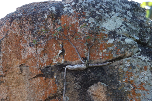 Small-leaved rock fig (Ficus tettensis)