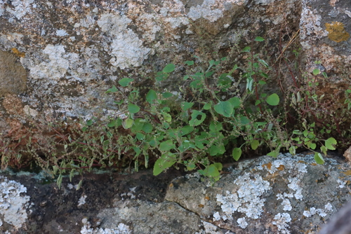 Overshadowed rocksage (Aeollanthus neglectus)