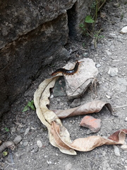 Scolopendra angulata