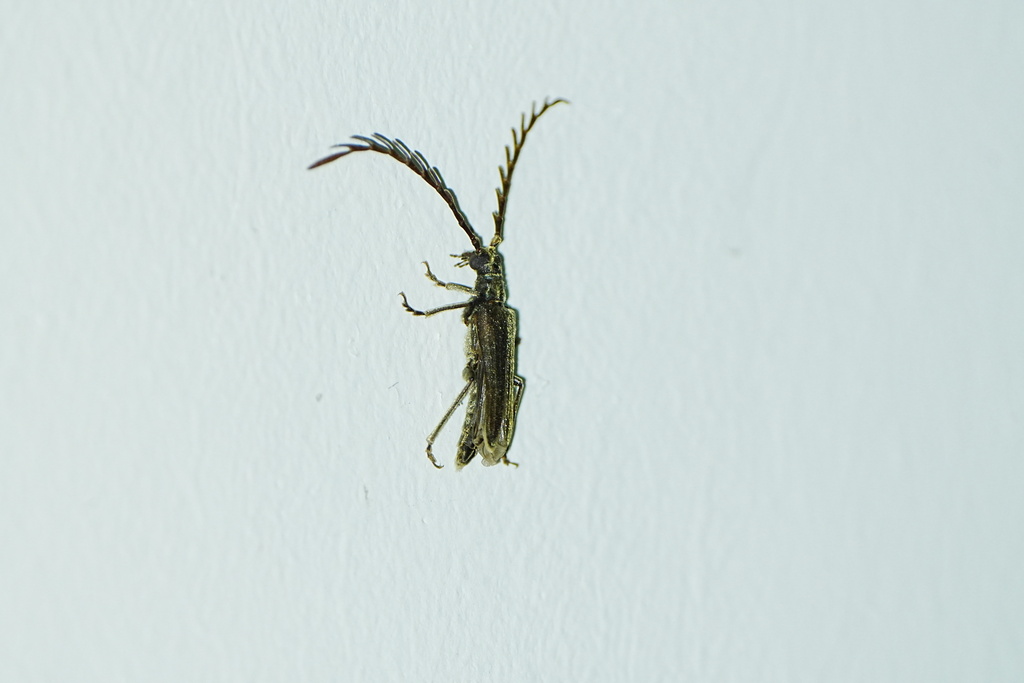Spiniphilus