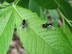 Seioptera vibrans