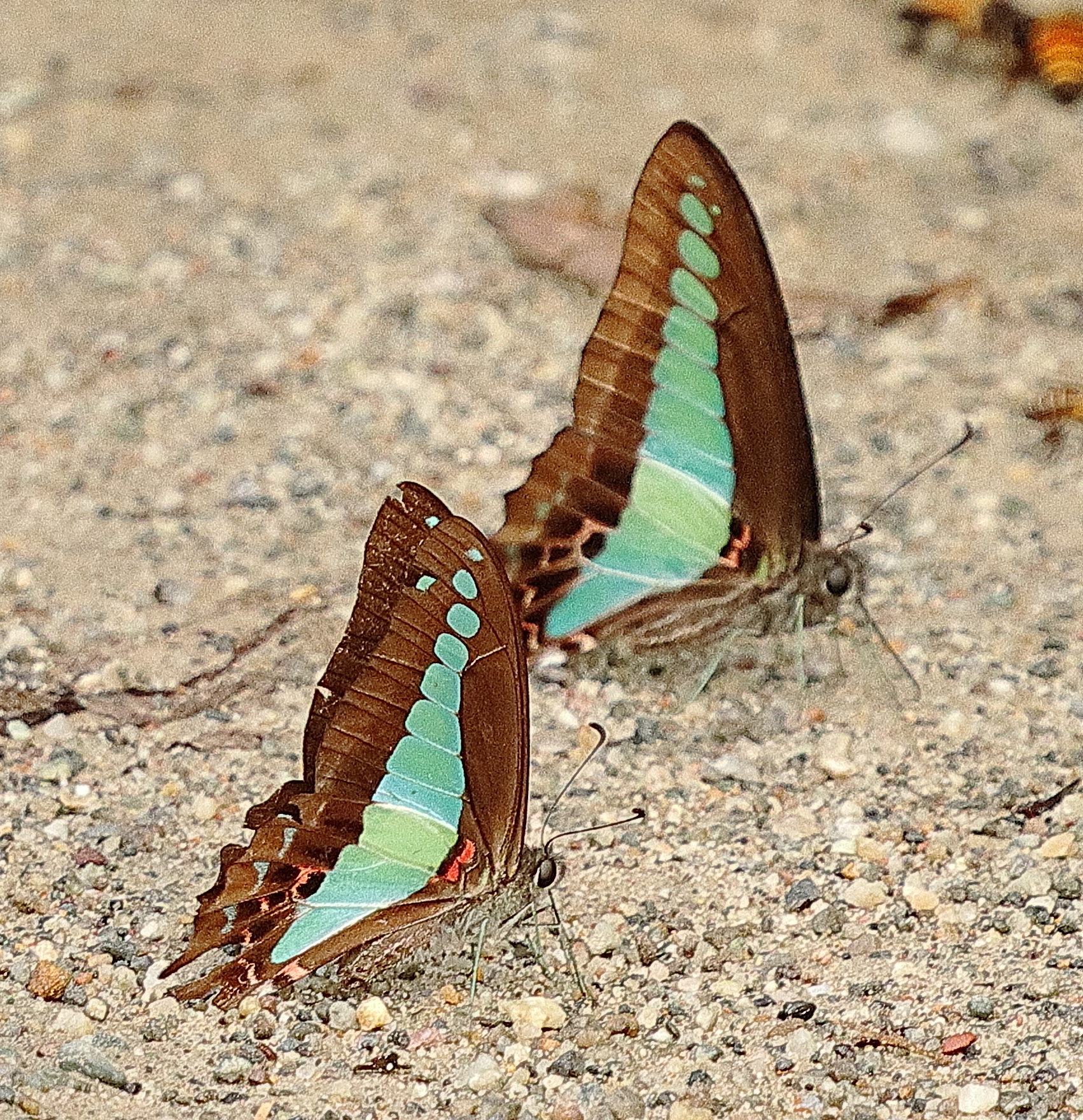 Common Bluebottle
