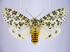 Alpenus maculosa