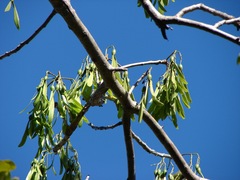 Gyrocarpus americanus