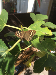 Pararge aegeria