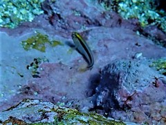 Parablennius laticlavius