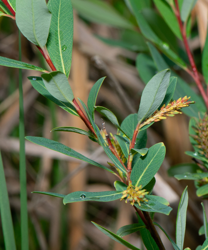 bog willow (Salix pedicellaris)