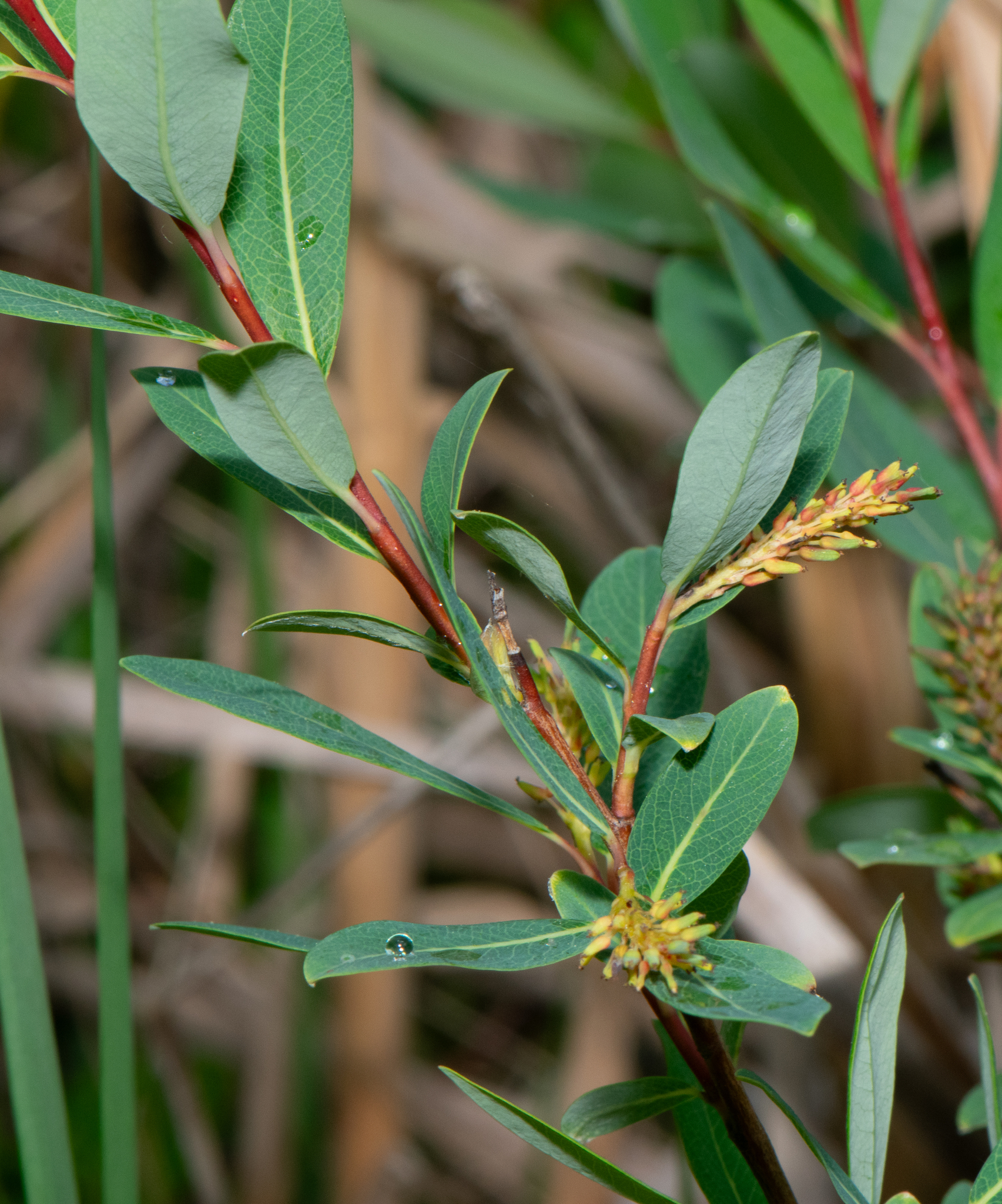 Salix pedicellaris