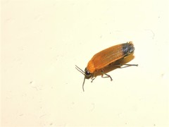 Abscondita