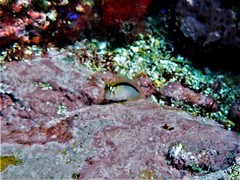 Parablennius laticlavius