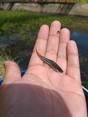 Xiphophorus hellerii